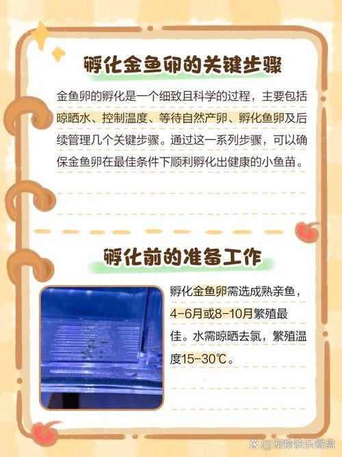 如何區分金龍魚的公母？（金龍魚公母如何區分）