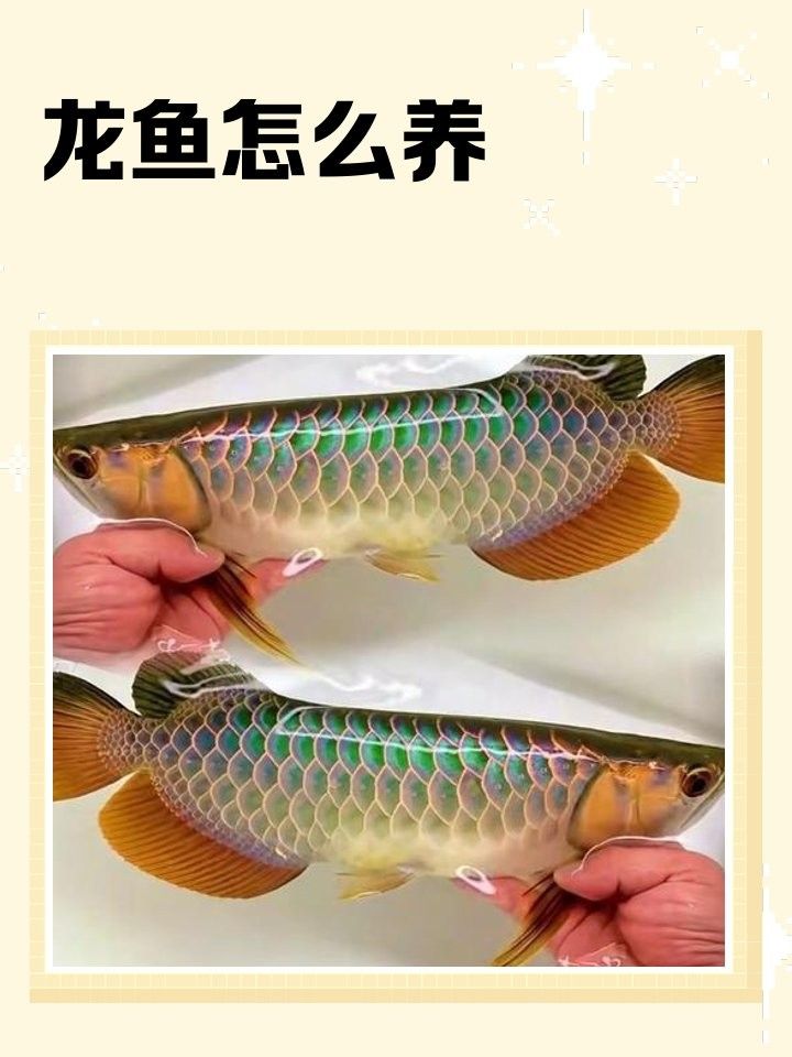 濟南龍魚交流群有哪些功能（20-30公分龍魚飼養技巧與注意事項）