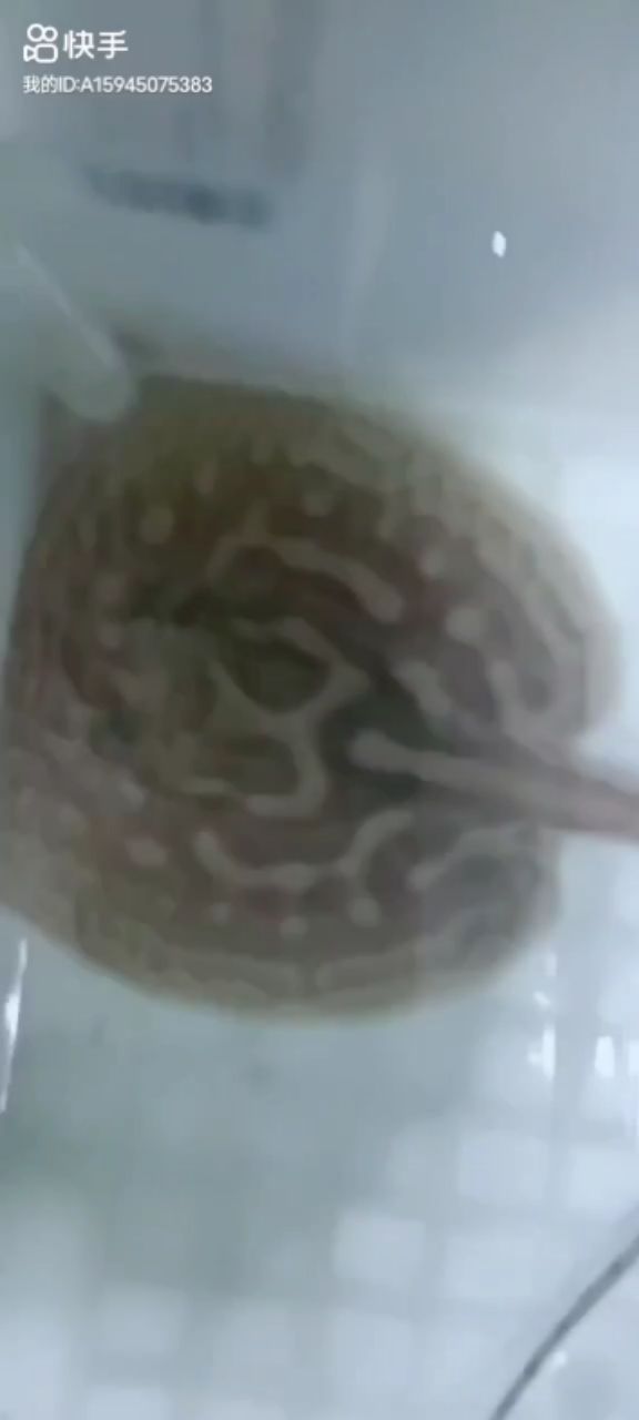 錦鯉魚缸養(yǎng)幾條好：養(yǎng)錦鯉幾條一缸最吉利（養(yǎng)錦鯉魚缸養(yǎng)幾條好，養(yǎng)幾條好） 錦鯉魚缸養(yǎng)幾條好：養(yǎng)錦鯉幾條一缸最吉利（養(yǎng)錦鯉魚缸養(yǎng)幾條好，養(yǎng)幾條好） 觀賞魚百科