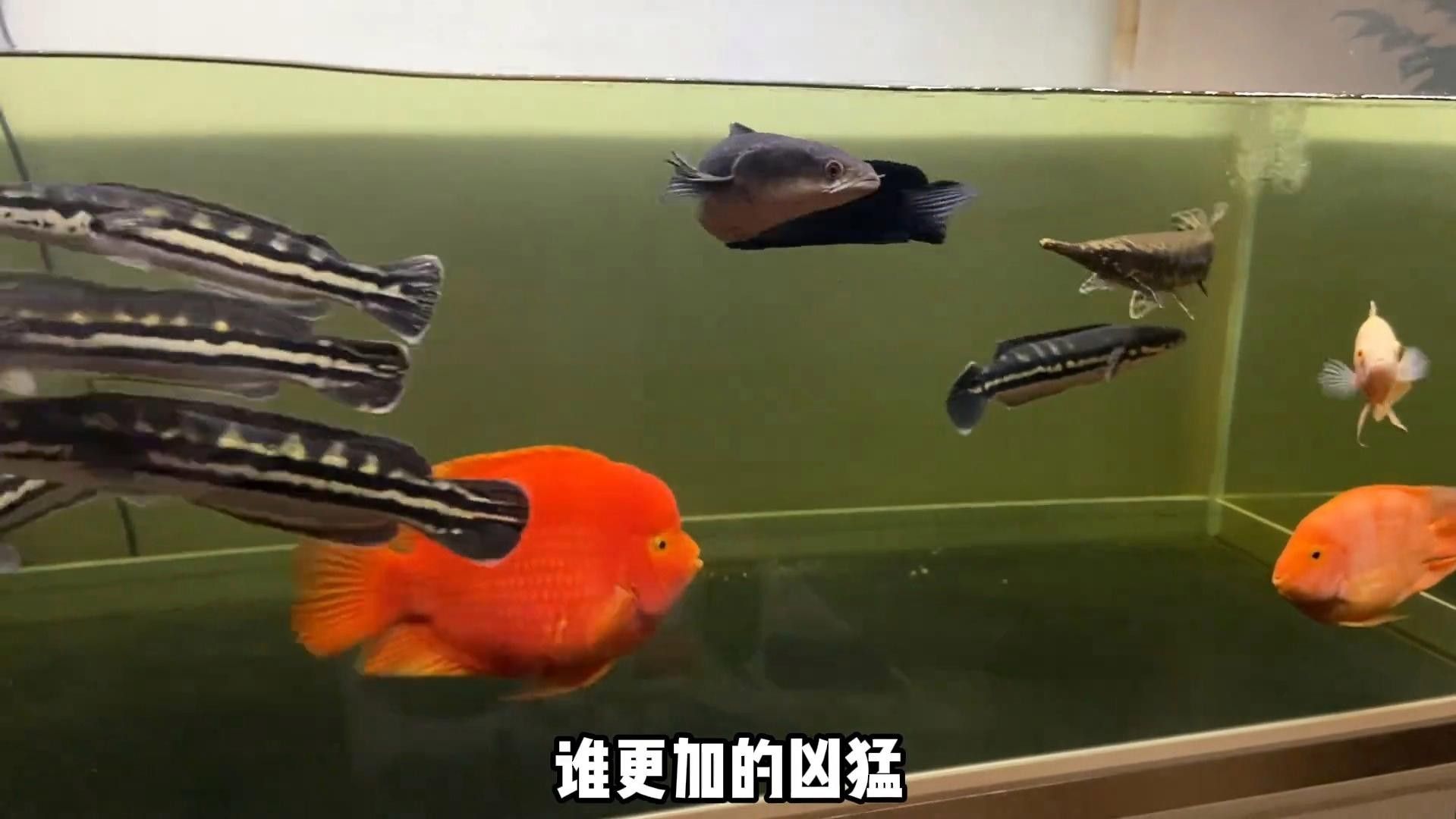 雷龍魚哪個品種最兇？（哪個品種的雷龍魚最兇猛？）