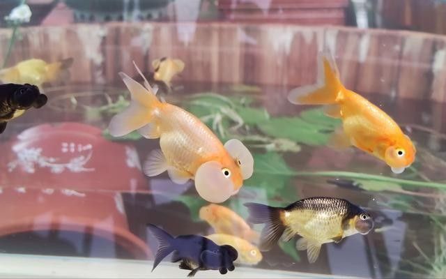 哪里可以買到高端金龍魚（北京大型賣觀賞魚（觀賞魚）專業市場及專業市場及渠道）