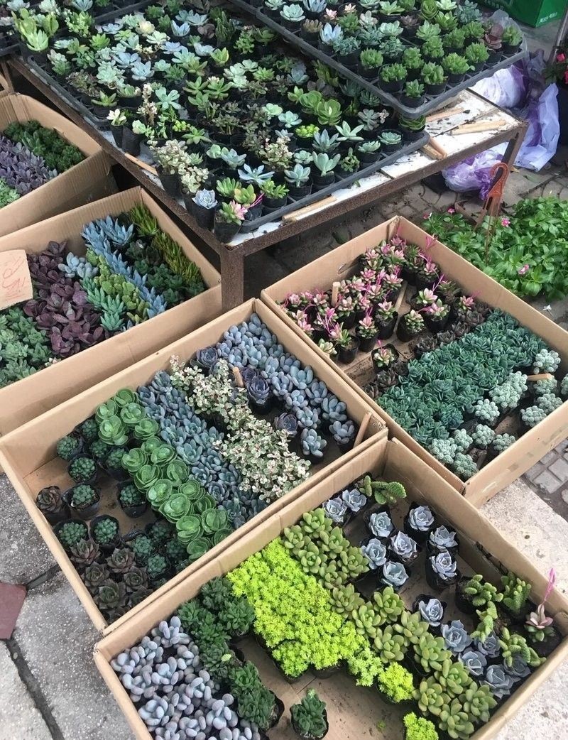 花地灣市場的交通情況 花地灣市場的交通情況 龍魚百科 第2張
