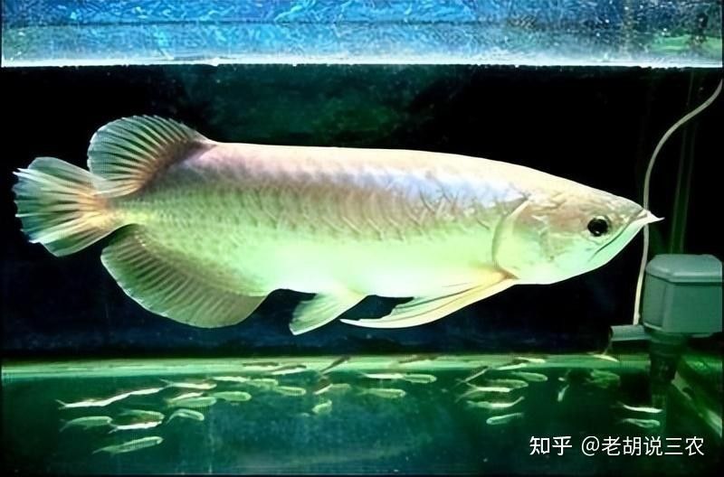 新鄭哪個(gè)水族館龍魚好？祥龍魚場(chǎng)龍魚（鄭州祥龍魚場(chǎng)龍魚養(yǎng)殖場(chǎng)） 新鄭哪個(gè)水族館龍魚好？祥龍魚場(chǎng)龍魚（鄭州祥龍魚場(chǎng)龍魚養(yǎng)殖場(chǎng)） 龍魚百科 第6張