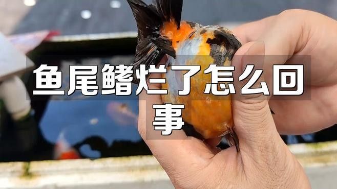 爛鰭病會傳染嗎？（爛鰭病傳染性爛鰭病如何預(yù)防和治療細菌性爛鰭病）
