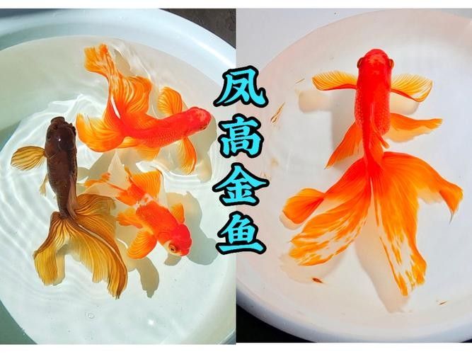 金魚混養有哪些推薦（五種最適合與金魚混養的小型魚）