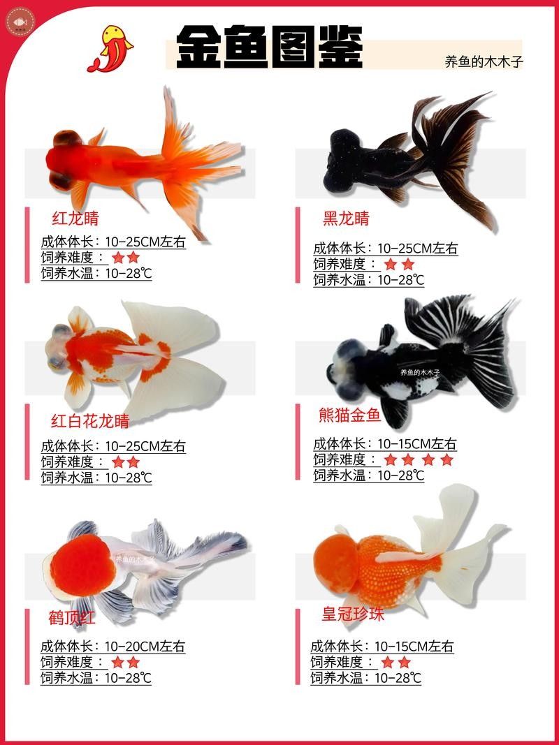 金魚混養有哪些推薦（五種最適合與金魚混養的小型魚）