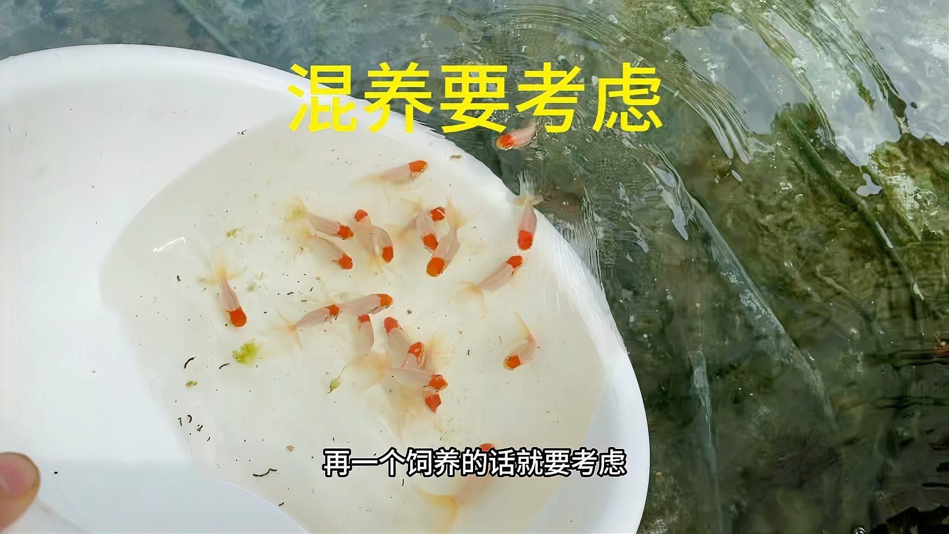 金魚混養有哪些推薦（五種最適合與金魚混養的小型魚）