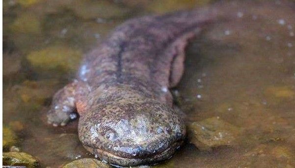 火龍魚公母比例是多少？（養魚說孔雀魚怎么搭配公母比例） 火龍魚公母比例是多少？（養魚說孔雀魚怎么搭配公母比例） 龍魚百科 第2張