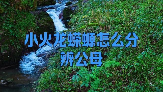 火龍魚公母比例是多少？（養魚說孔雀魚怎么搭配公母比例） 火龍魚公母比例是多少？（養魚說孔雀魚怎么搭配公母比例） 龍魚百科 第1張