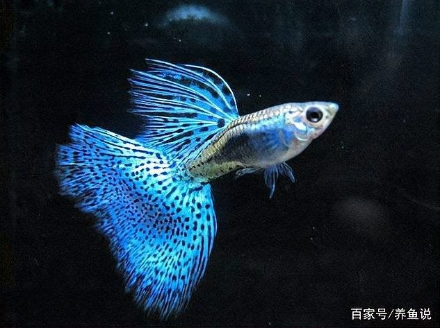 火龍魚公母比例是多少？（養魚說孔雀魚怎么搭配公母比例） 火龍魚公母比例是多少？（養魚說孔雀魚怎么搭配公母比例） 龍魚百科 第4張
