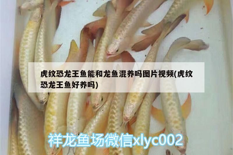 虎紋恐龍王魚能和龍魚混養嗎圖片視頻(虎紋恐龍王魚好養嗎)（虎紋恐龍王魚能和龍魚混養嗎）
