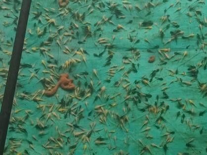 青島龍魚魚苗的品種有哪些