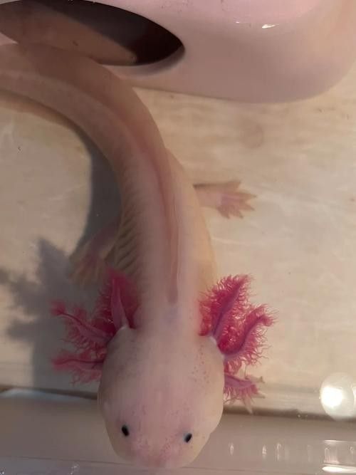 青島龍魚魚苗的品種有哪些