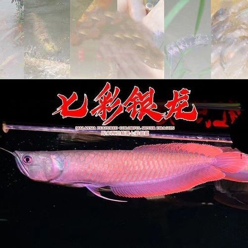招財戰船魚能與龍魚混養嘛圖片大全大圖大全大圖知識，招財戰船魚能與龍魚混養嘛