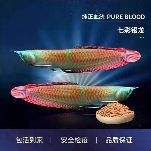 青島龍魚魚苗的品種有哪些