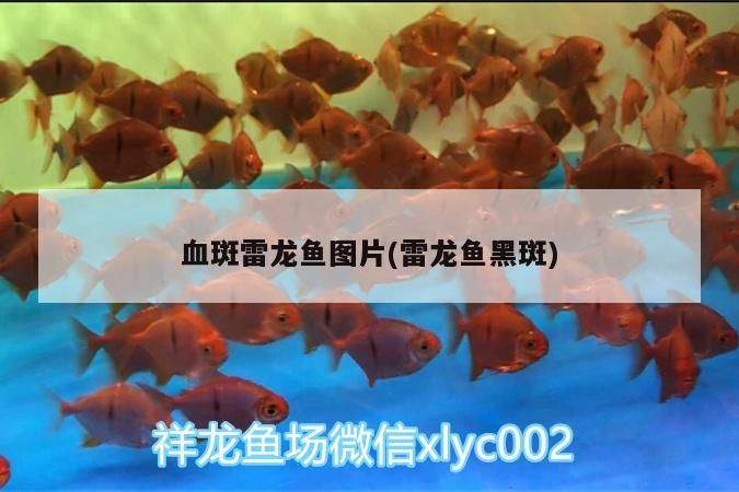 龍魚魚缸造景技巧，觀賞魚缸造景技巧：龍魚缸造景大揭秘小而美也能游刃有余飯飯不饞