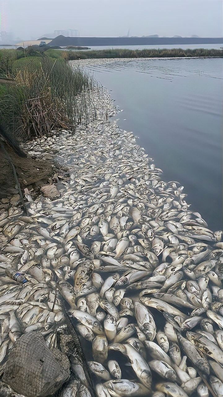 死魚事件對贊助商有何影響？（死魚事件對于贊助商的影響）