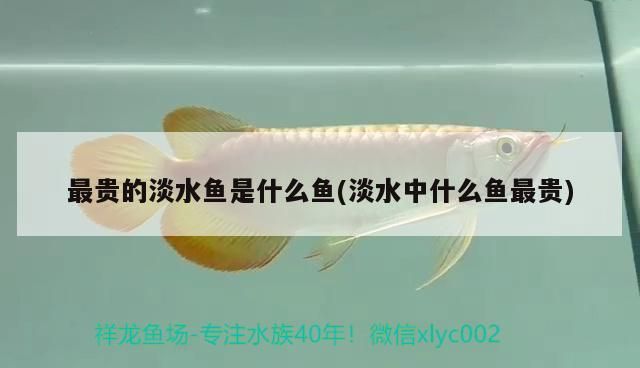 最貴的淡水魚是什么魚(淡水中什么魚最貴) 最貴的淡水魚是什么魚(淡水中什么魚最貴) 觀賞魚百科