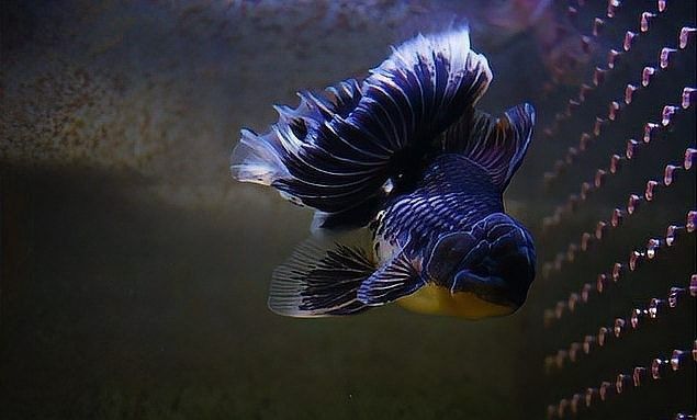 龍魚缸過(guò)濾材料多久換一次（魚缸過(guò)濾材料多久換一次）