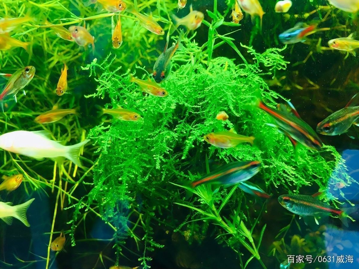 龍魚缸過(guò)濾材料多久換一次（魚缸過(guò)濾材料多久換一次）