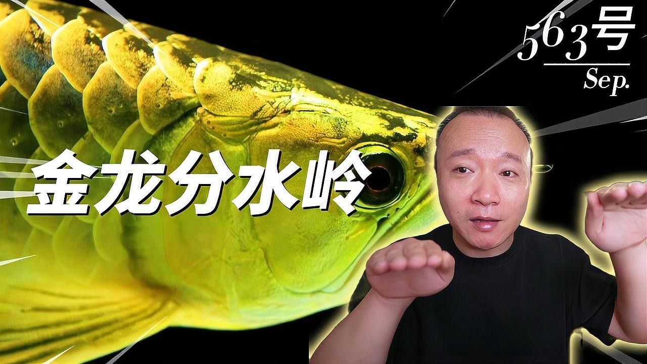 老孫還有哪些養龍魚的視頻（養魚人避之不及的“老頭魚”，為啥老孫買了好多條）