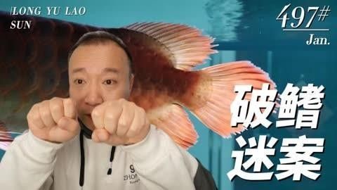 老孫還有哪些養龍魚的視頻（養魚人避之不及的“老頭魚”，為啥老孫買了好多條）