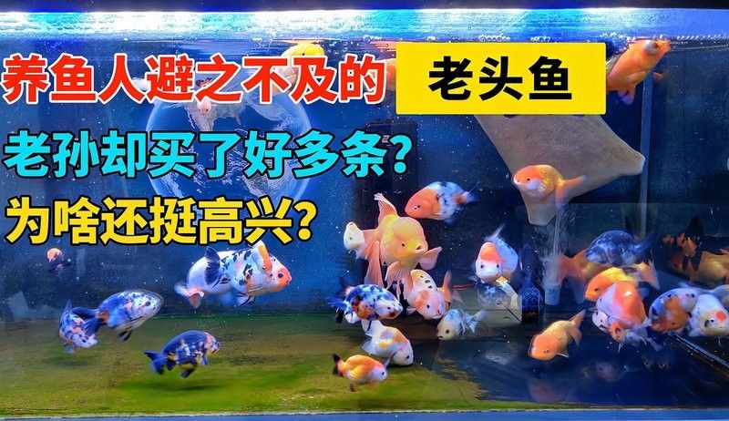 老孫還有哪些養龍魚的視頻（養魚人避之不及的“老頭魚”，為啥老孫買了好多條）