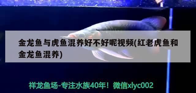 金龍魚與虎魚混養好不好呢視頻(紅老虎魚和金龍魚混養)