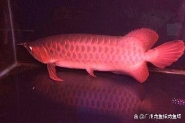 如何預防紅龍魚鰓蓋感染？（紅龍魚鰓蓋感染怎么辦）