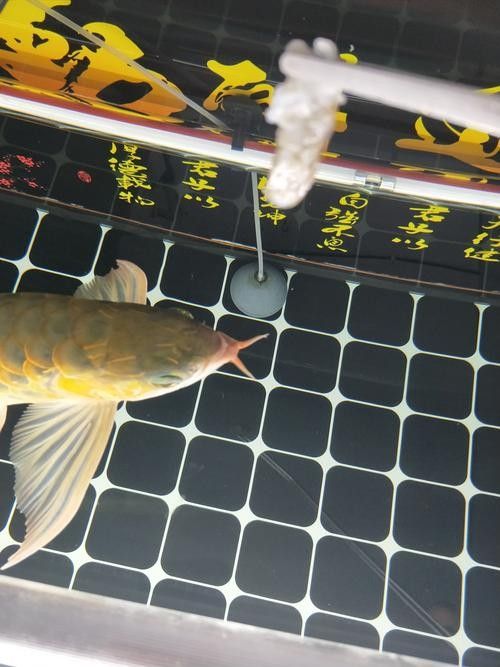 如何預防紅龍魚鰓蓋感染？（紅龍魚鰓蓋感染怎么辦）
