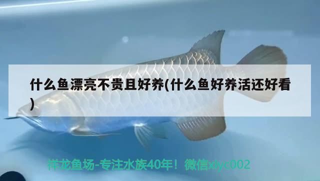什么魚漂亮不貴且好養(什么魚好養活還好看)