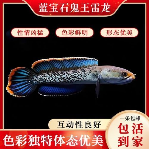藍色雷龍魚的價格是多少（藍色雷龍魚價格） 藍色雷龍魚的價格是多少（藍色雷龍魚價格） 龍魚百科 第4張