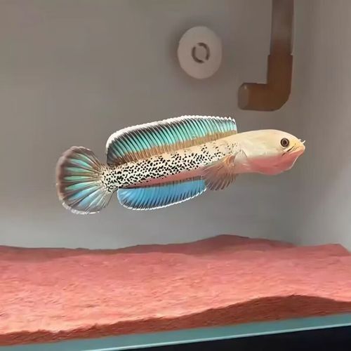 藍色雷龍魚的價格是多少（藍色雷龍魚價格） 藍色雷龍魚的價格是多少（藍色雷龍魚價格） 龍魚百科 第5張