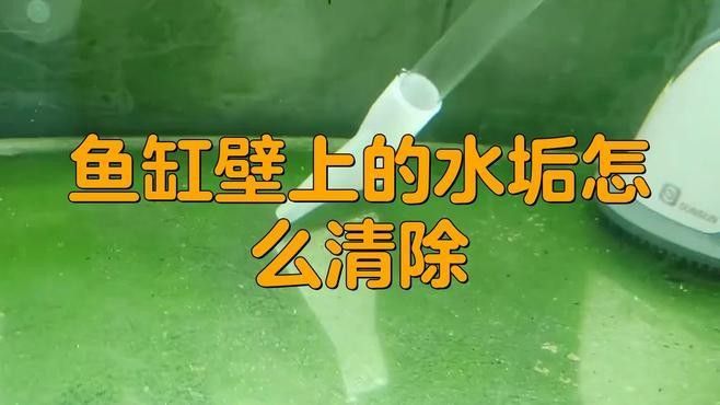 龍魚缸清洗時需要注意什么？（清洗龍魚缸時需要注意的要點）