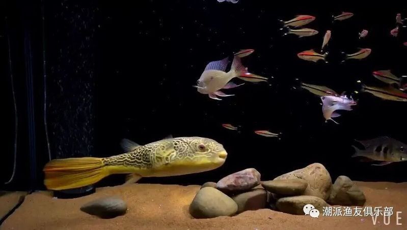 龍魚缸清洗時需要注意什么？（清洗龍魚缸時需要注意的要點）