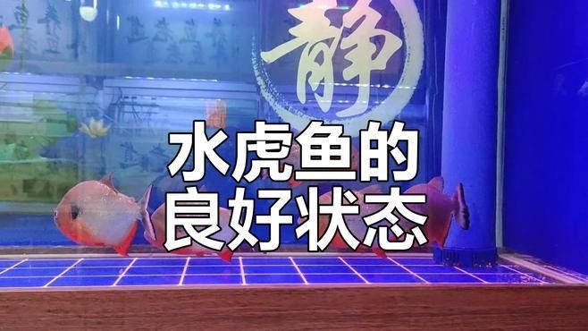 如何判斷龍魚和虎魚是否健康（如何通過日常觀察，發現觀賞魚的健康狀況） 如何判斷龍魚和虎魚是否健康（如何通過日常觀察，發現觀賞魚的健康狀況） 龍魚百科 第3張