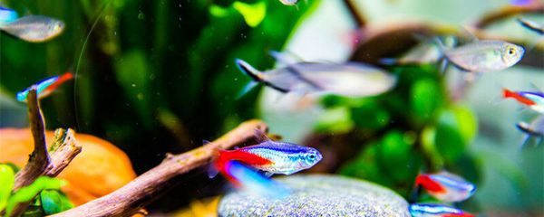 海南適合養(yǎng)什么觀賞魚種（海南熱帶觀賞魚的種類） 海南適合養(yǎng)什么觀賞魚種（海南熱帶觀賞魚的種類） 觀賞魚百科 第1張