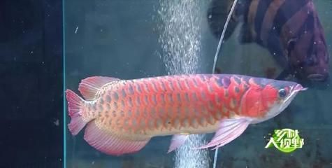 海南適合養(yǎng)什么觀賞魚種（海南熱帶觀賞魚的種類） 海南適合養(yǎng)什么觀賞魚種（海南熱帶觀賞魚的種類） 觀賞魚百科 第4張