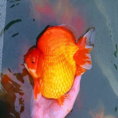 海南適合養(yǎng)什么觀賞魚種（海南熱帶觀賞魚的種類） 海南適合養(yǎng)什么觀賞魚種（海南熱帶觀賞魚的種類） 觀賞魚百科 第3張