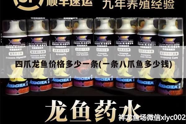 四爪龍魚價格多少一條(一條八爪魚多少錢)（四爪龍魚價格多少一條） 四爪龍魚價格多少一條(一條八爪魚多少錢)（四爪龍魚價格多少一條） 觀賞魚百科