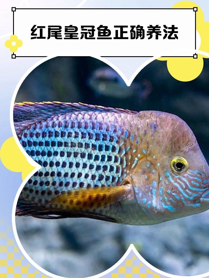 紅尾皇冠和哪種龍魚混養(yǎng)最佳（紅尾皇冠與哪種龍魚混養(yǎng)最佳）