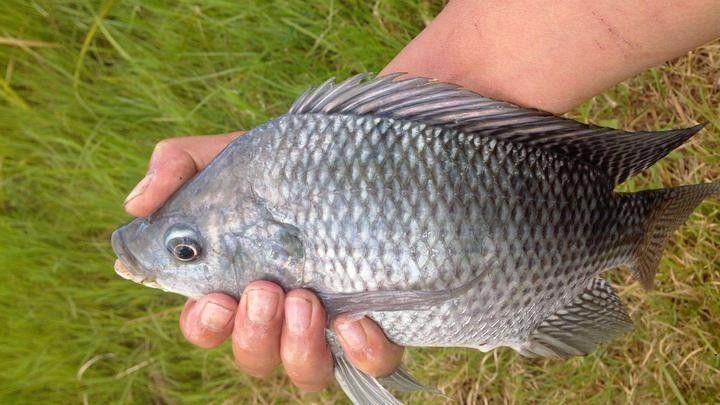 飛鳳魚(yú)吃什么飼料最好？（關(guān)于飛鳳魚(yú)的飼料選擇，飛鳳魚(yú)吃什么魚(yú)糧配方大全知乎飛鳳魚(yú)）