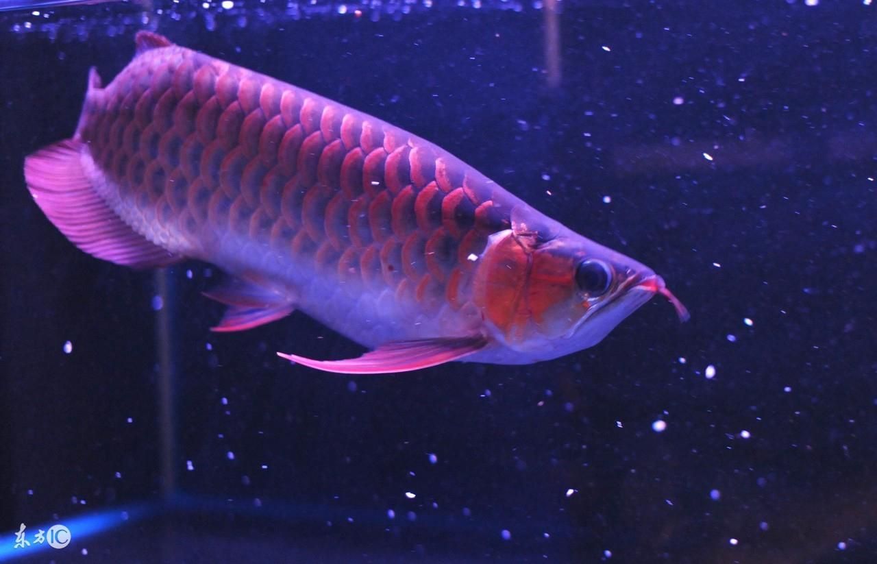 金龍魚咋分公母圖片