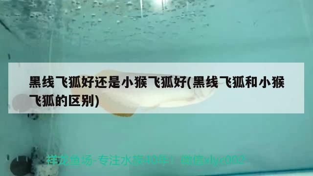 魚缸用增氧泵價格是多少:魚缸增氧機-xtrac增氧機-xtrac增氧機 黑線飛狐好還是小猴飛狐好(黑線飛狐和小猴飛狐的區別) 觀賞魚百科 黑線飛狐好還是小猴飛狐好(黑線飛狐和小猴飛狐的區別) 黑線飛狐好還是小猴飛狐好(黑線飛狐和小猴飛狐的區別) 觀賞魚百科