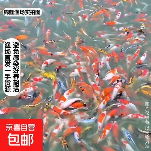 觀賞魚品牌（京喜自營官方旗艦店招財魚觀賞魚品牌推薦￥19.99）