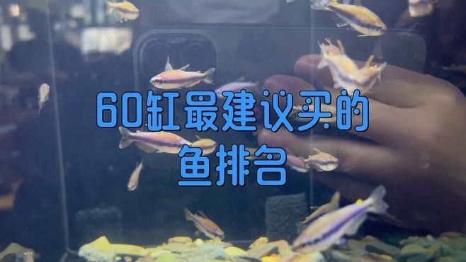 60×30魚缸適合混養哪些魚（0470×30魚缸適合混養的魚類種類包括：熱帶魚：如孔雀魚等）
