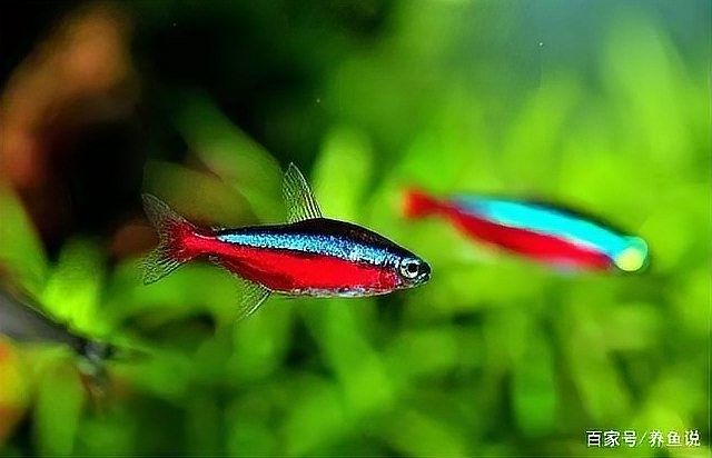 60×30魚缸適合混養哪些魚（0470×30魚缸適合混養的魚類種類包括：熱帶魚：如孔雀魚等）