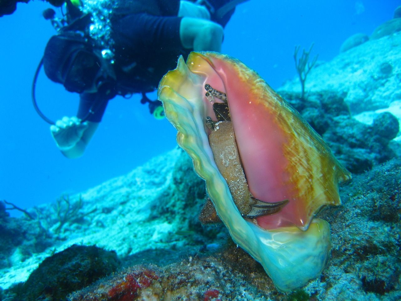 海口哪里可以定制魚缸燈（威海哪里有定制魚缸的） 海口哪里可以定制魚缸燈（威海哪里有定制魚缸的） 觀賞魚百科 第1張