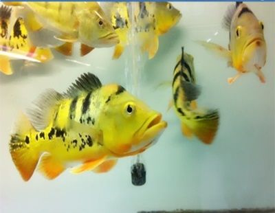 巴西亞魚《巴西亞和虎頭鯊混養(yǎng)行嗎》（亞魚《巴西亞和虎頭鯊混養(yǎng)嗎》布滿蟲紋的巴西亞魚與虎頭鯊混養(yǎng)）