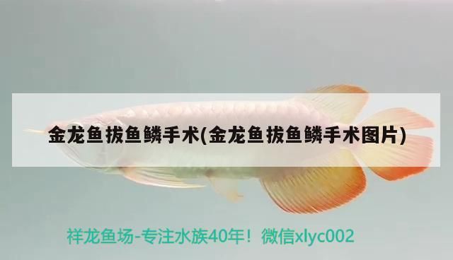 金龍魚拔魚鱗手術(金龍魚拔魚鱗手術圖片)
